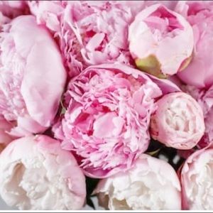 Meet your Posher, Emeraldi